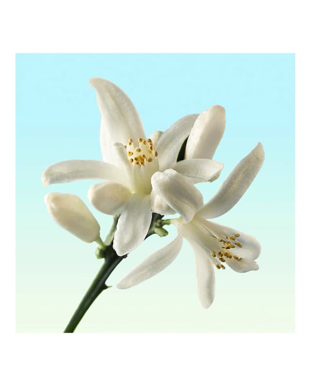 Thumbnail 5 de Calvin Klein Ck One Gold perfume 200 ml