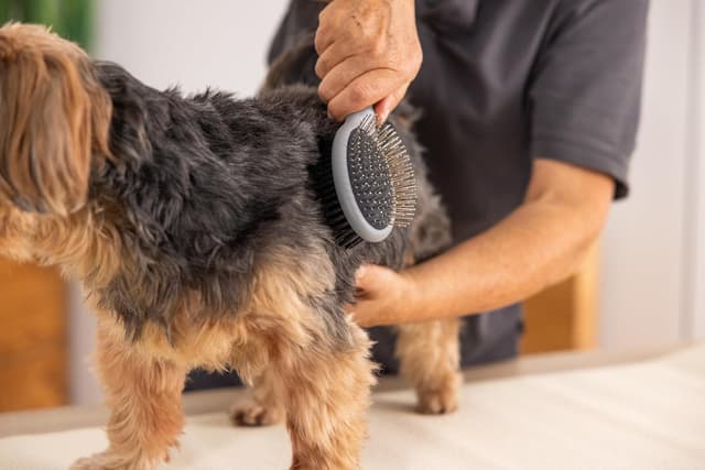 Thumbnail 1 de WAHL Spazzola a Doppio Lato