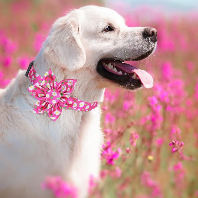 Detalle de Daisy Pink dog collar with removable flower bow (hot pink floral options) for small to large dogs