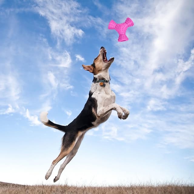 Thumbnail 4 de Autoau Giochi per Cani da masticare