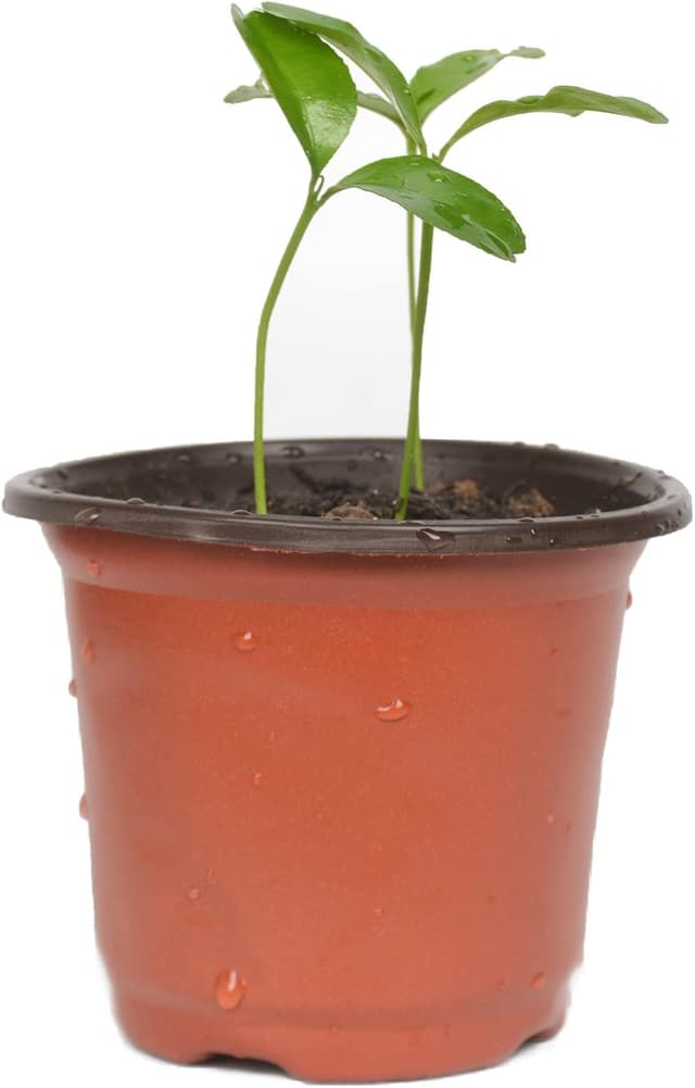 Detalle 2 de Cymax plant nursery pots 10cm, 100 pack