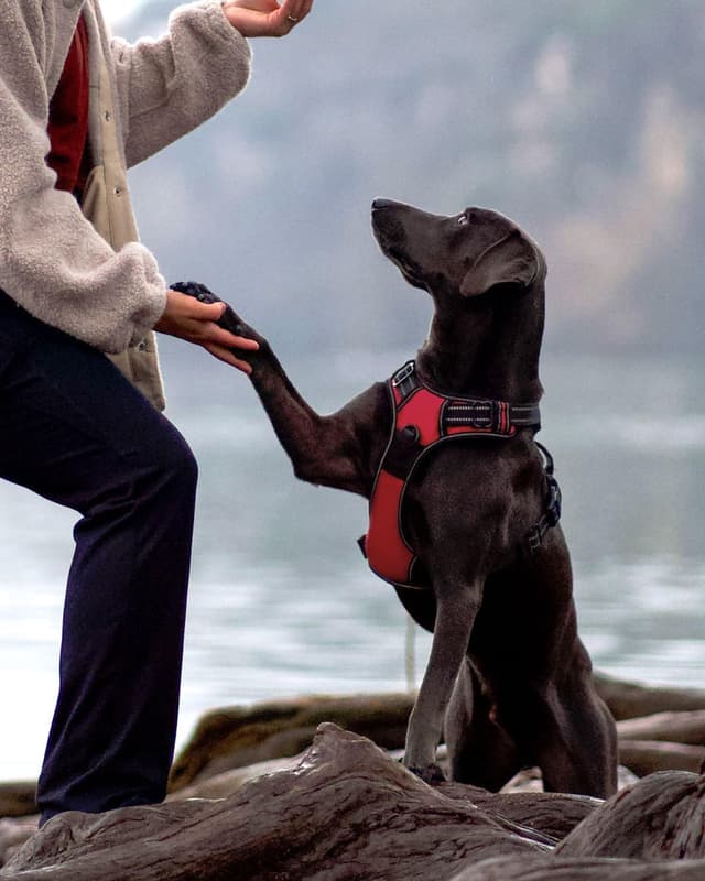 Thumbnail 6 de Joytale Hundegeschirr M Rot Reflektiv verstellbar