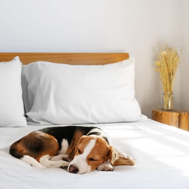 Thumbnail 5 de LuxClub Double Fitted Sheet 40cm deep