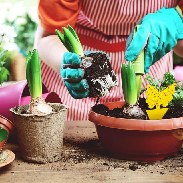 Detalle 2 de Blooven Gelbsticker Trauermückenbekämpfung 30 Stück