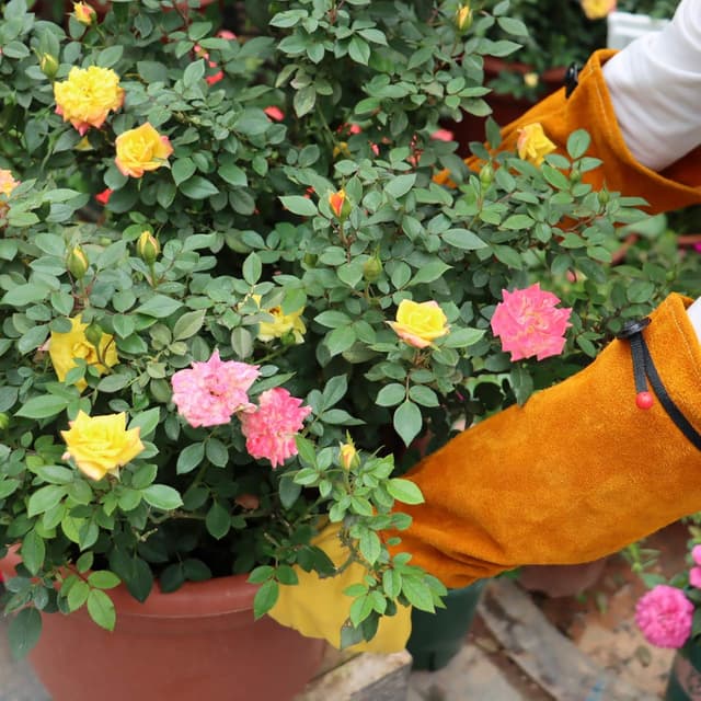 Thumbnail 6 de Long gauntlet thornproof gardening gloves (women’s & men’s) with adjustable cuffs