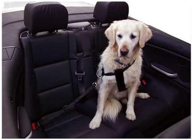 Detalle 2 de Autosicherheitsgurt Größe S schwarz 1 Stück