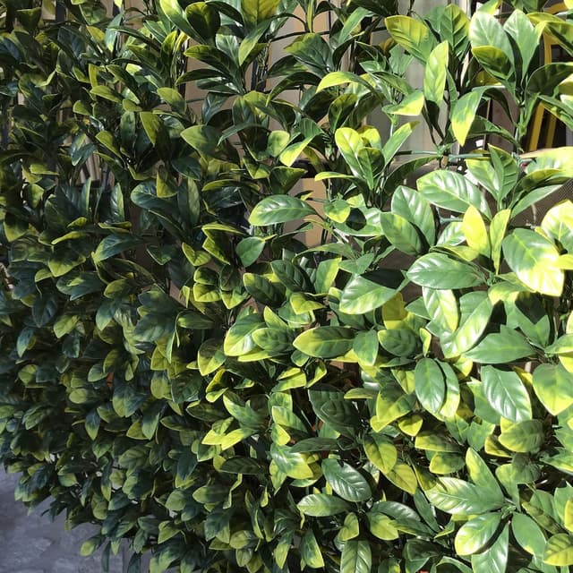 Detalle de TENAX Divy 3D Plus Laurus siepe sintetica 1x3 m con rete in plastica