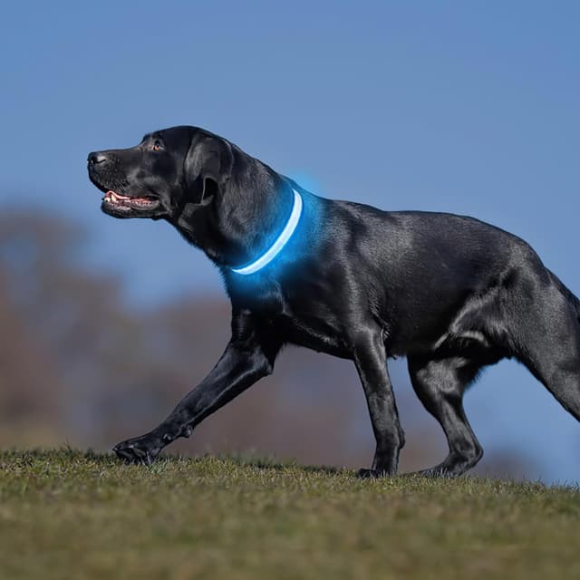 Detalle 2 de PcEoTllar Light Up Rechargeable Dog Collar (Blue, 9 Modes) – Waterproof LED for Small to Large Dogs