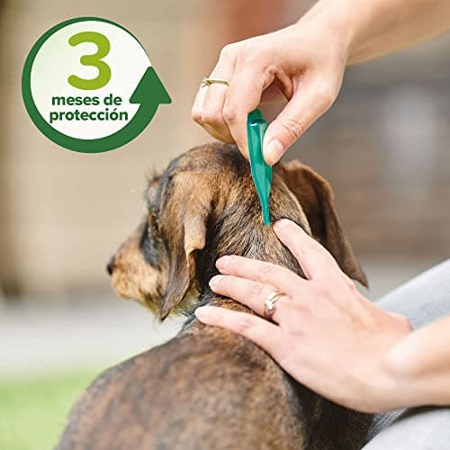 Detalle 2 de Beaphar Pipetas repelentes para perros medianos 2 ml