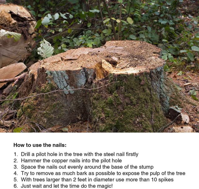 Detalle 2 de Frienda 20 chiodi in rame e acciaio da 8,9 cm per rimozione ceppi e tronchi (con scatola portaoggetti)