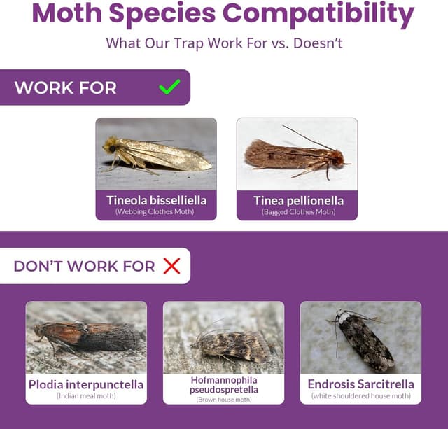 Thumbnail 6 de INSECTIX PEST SOLUTION 6 Pack moth traps