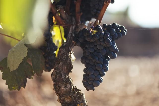 Detalle 2 de VIÑA POMAL Crianza 100% Tempranillo, Vino Tinto Rioja 🍷