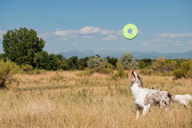 Thumbnail 6 de Chuckit Zipflight Taille M frisbee pour chien
