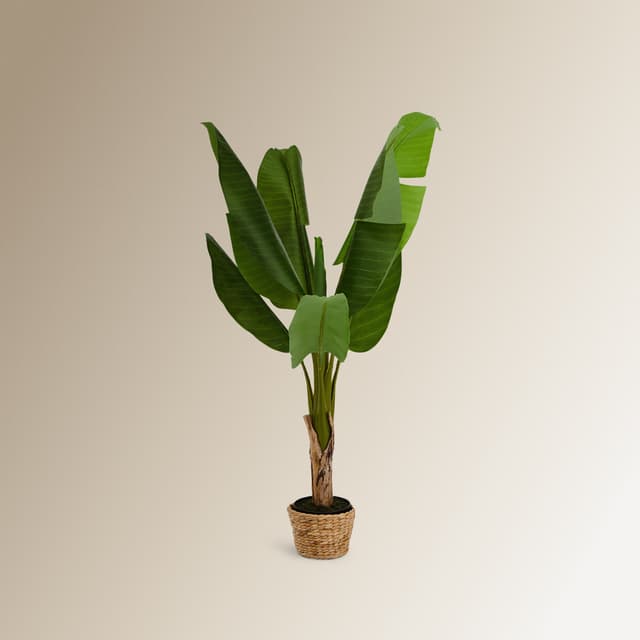 Thumbnail 3 de El Corte Inglés Árbol banano 130 cm