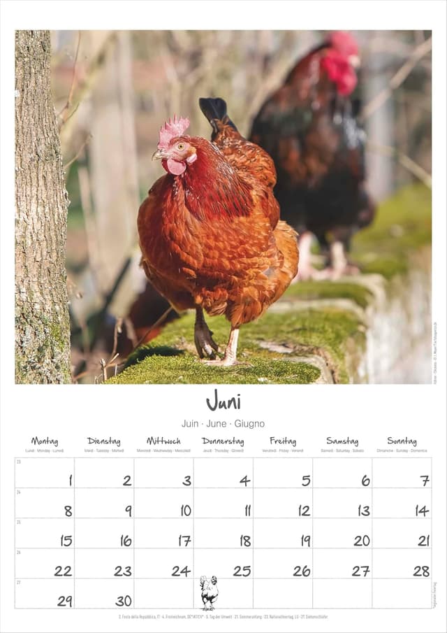Thumbnail 5 de Alpha Edition Hühner 2026 Wandkalender A3