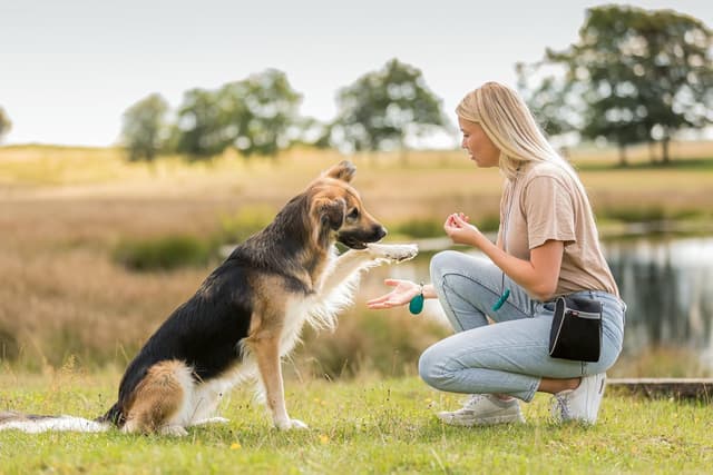 Detalle 1 de TRIXIE Corn Dogs snacks sans gluten au canard & peau de bœuf – 4 pièces (31749) pour chien