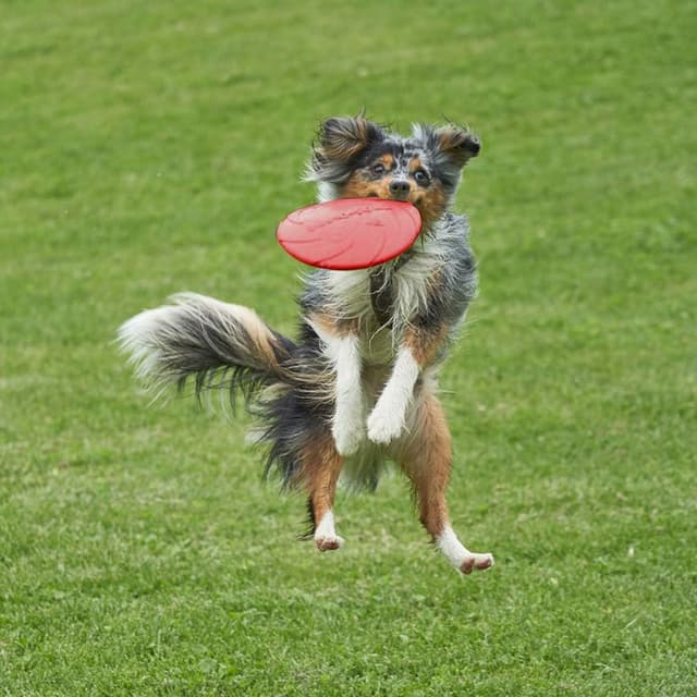 Thumbnail 6 de Vivifying Frisbee Hund 18cm Frisbee für Hunde
