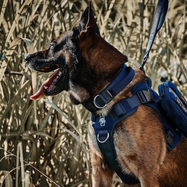 Detalle de OneTigris Tactical Dog Collar with Handle (M, Navy Blue) for Large Dogs
