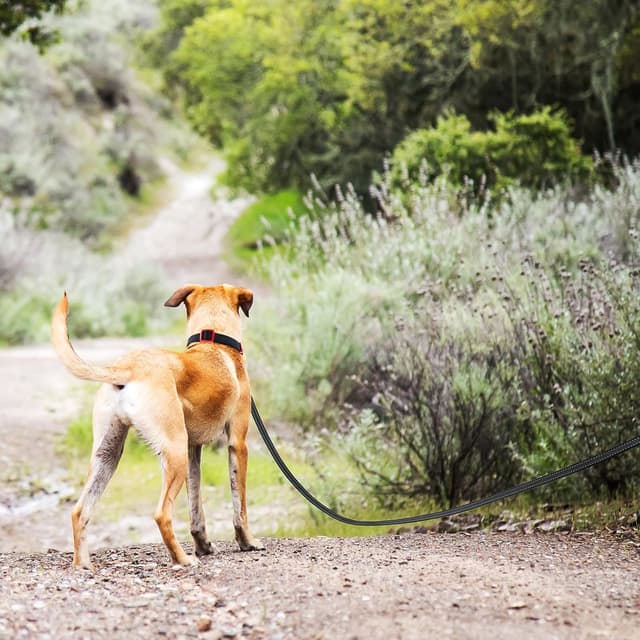 Detalle 1 de Wisedog Black 3m Reflective Long Line Dog Lead with Non-Slip Rubber Grips