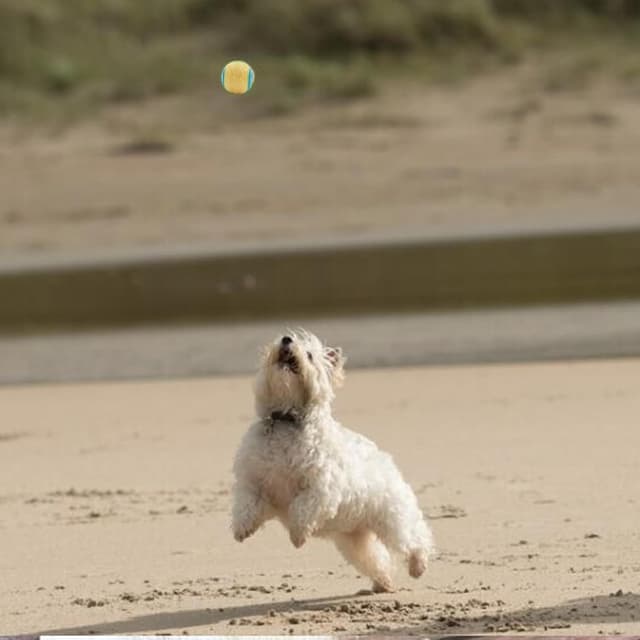 Thumbnail 6 de Irunfast 6Pcs Dog Balls 6.5cm Interactive Squeaky Pack