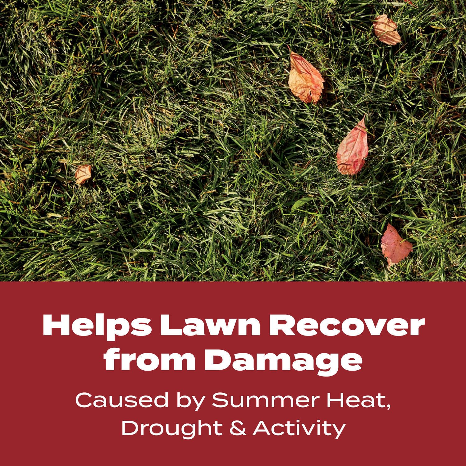 Detalle 2 de Scotts - 22342 Turf Builder WinterGuard Fall Lawn Food, 10 lb, 4,000 sq. ft.