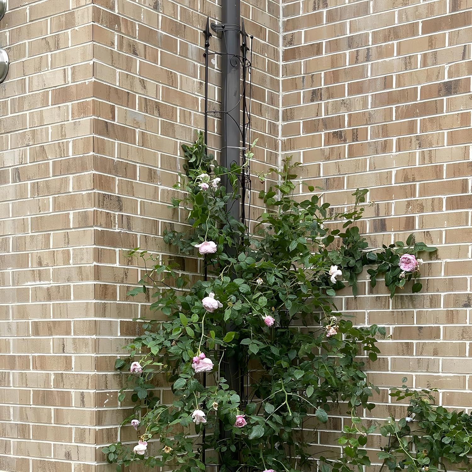 Thumbnail 5 de Thealyn Garden Trellis 182 cm for climbing plants