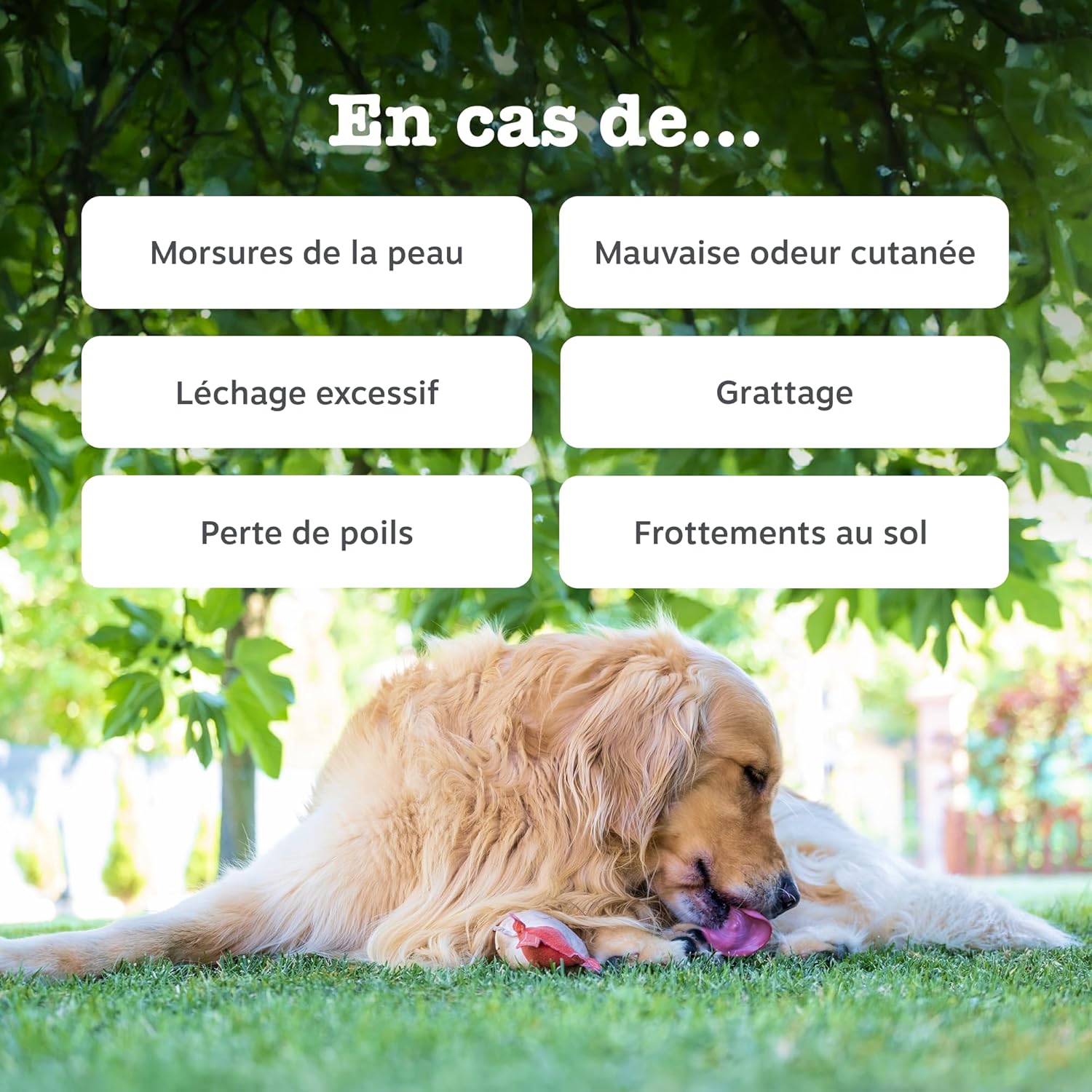 Detalle de Zesty Paws Santé Peau et Pelage pour Chiens – Bouchées gourmandes à l’huile de poisson (90 unités)