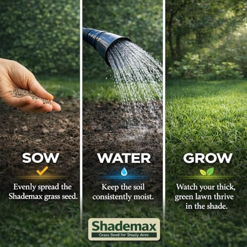Detalle 2 de Shademax – Grass Seeds for Shady Areas (1kg) by EFA International