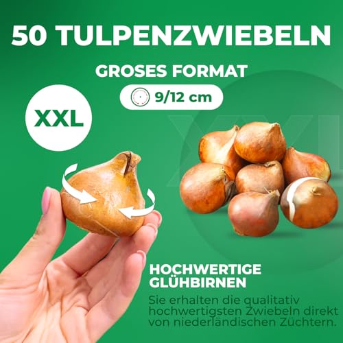 Thumbnail 3 de DUTCH BULBS EXCLUSIVE PLANTS FROM HOLLAND Bulbos de tulipán Super Collection 50 piezas 🌱