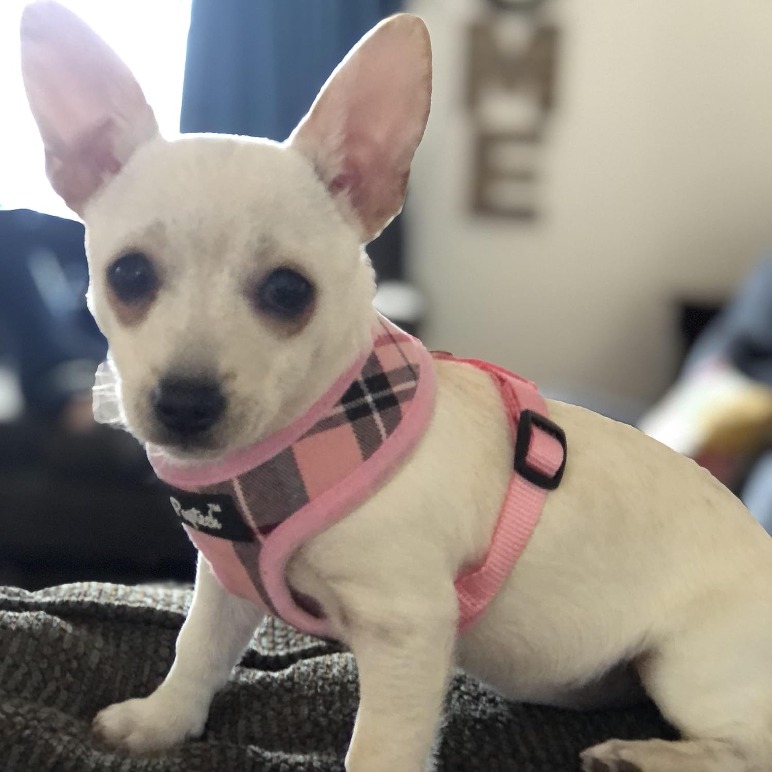 Detalle de PUPTECK BH001_NPINKXS XS Dog Harness and Leash Set, Light Pink Plaid