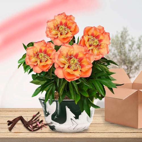 Detalle de Pivoine Itoh Orange Passion 1 racine ⚙