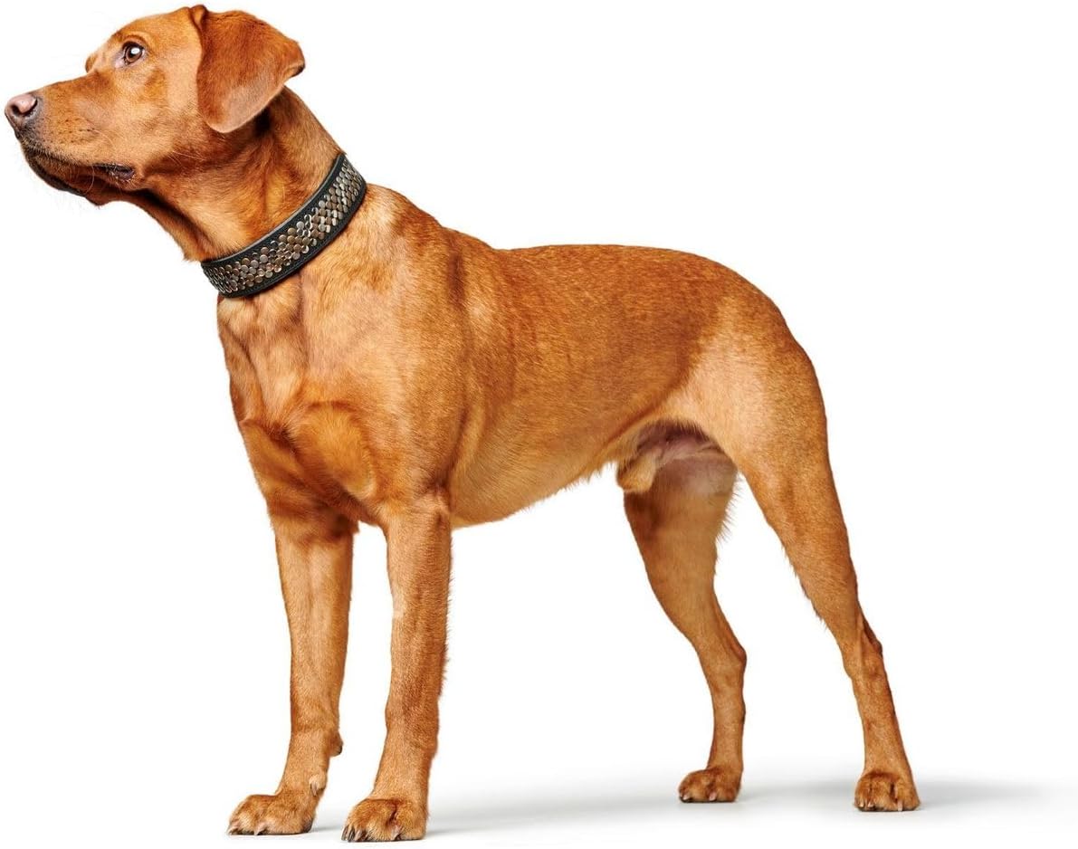 Thumbnail 5 de Hunter Hundehalsband Arizona UP 50 schwarz