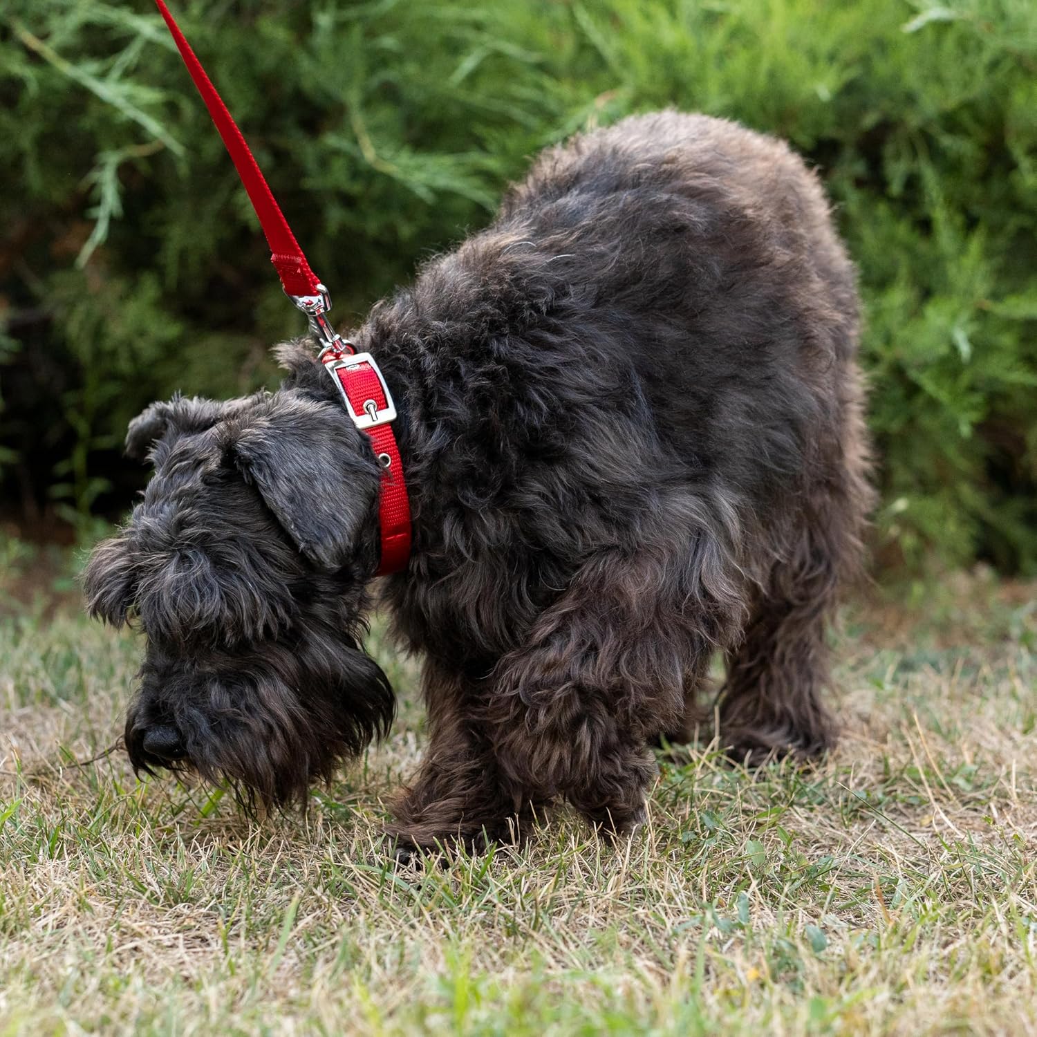 Detalle 2 de Ferplast Collier pour chien 32-39 cm