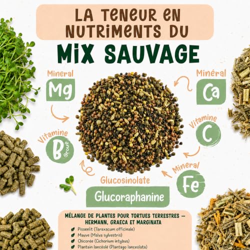 Detalle de AF® - Graine Tortue Terrestre à Semer, Mélange 4 Plantes Sauvages pour Testudo Hermann en Enclos | 40g