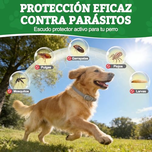 Detalle 2 de BoYata Collar Antiparasitario para Perros 2 Unidades – Protección jusqu 12 Meses con Aceites Naturales