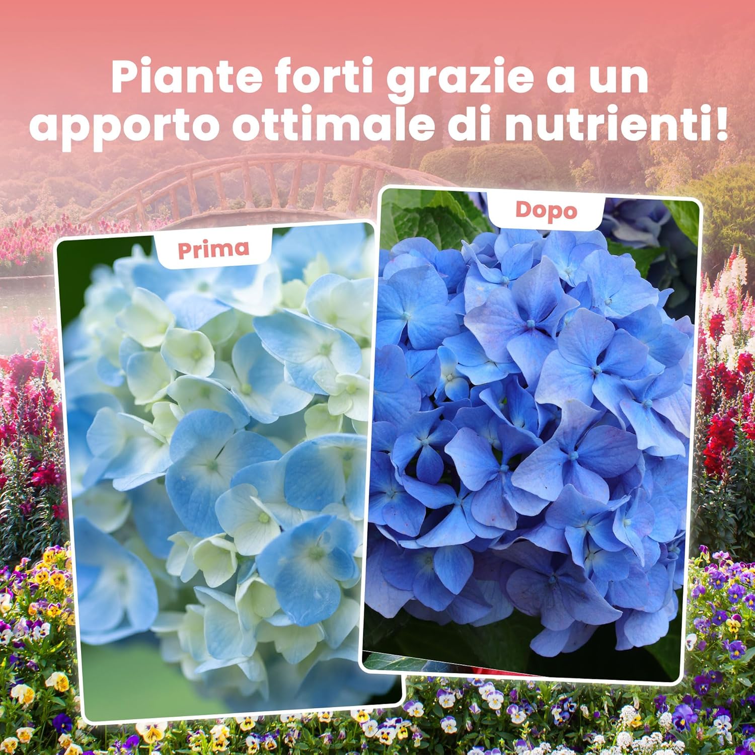 Detalle 2 de LERAVA Concime Acidofile (4x800 g) – fertilizzante biologico per ortensie, rododendri, azalee, camelie, gardenie