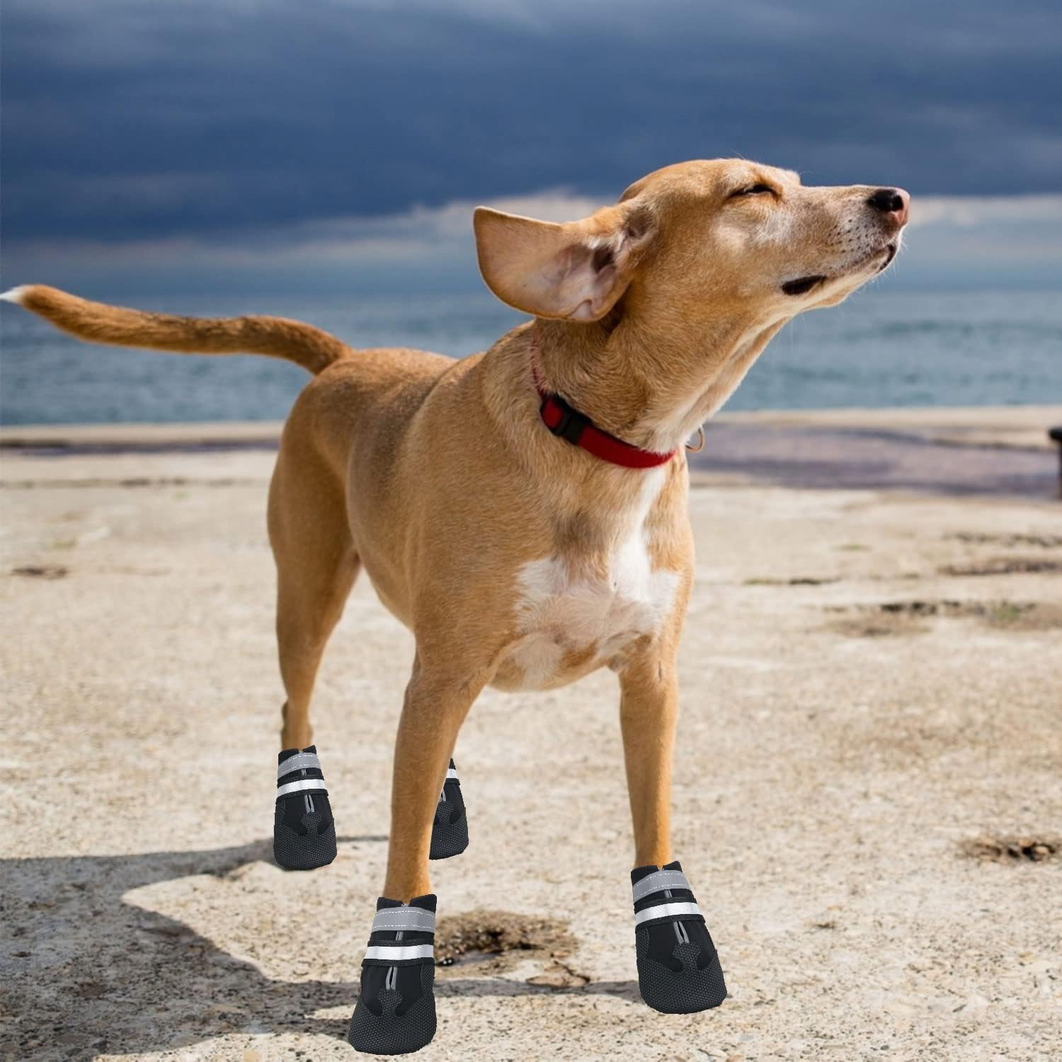 Thumbnail 6 de Dricar Dog Shoes Set of 4 Boots