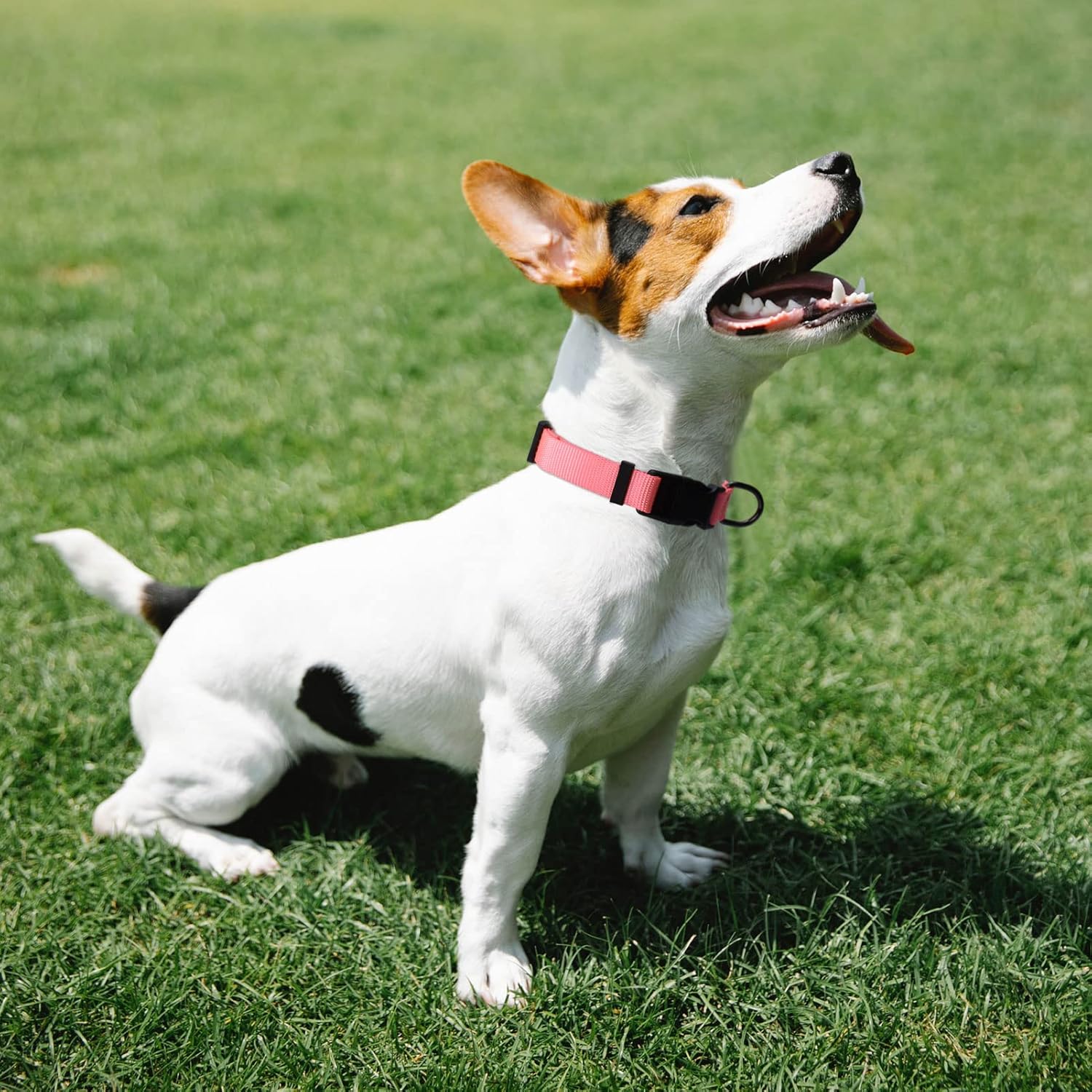 Thumbnail 6 de AUDWUD Thick Nylon Collar – Classic Adjustable Dog Collar in Multiple Colours (4 Sizes)