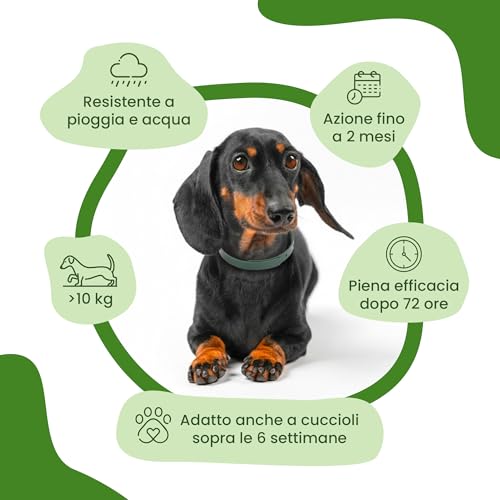 Detalle de CAMON Collare Protettivo per Cane (>10kg) con Olio di Neem, 60 cm: protezione naturale fino a 2 mesi