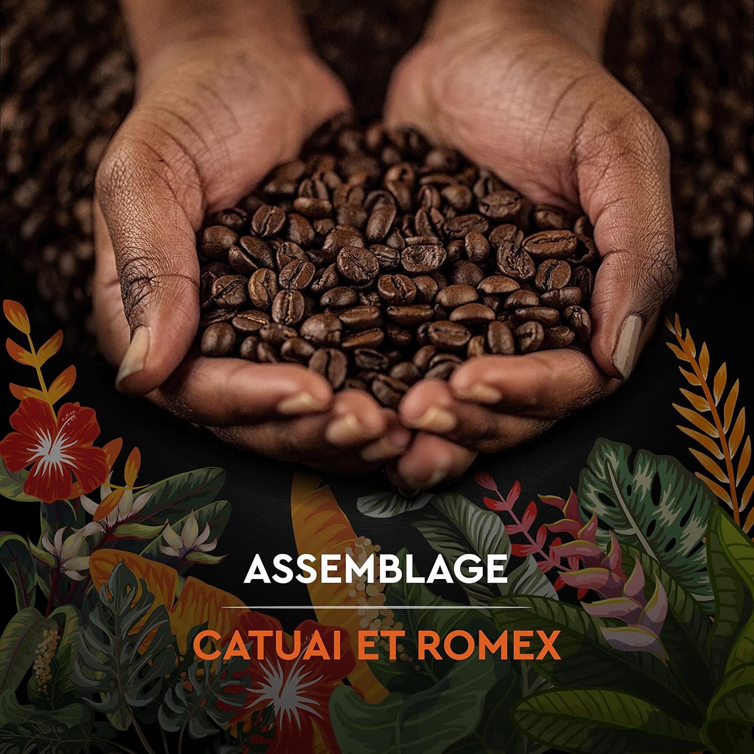 Detalle 2 de CARTE NOIRE Secrets de Nature – Café en grains Catuai Romex, Rainforest Alliance, paquet 1 kg