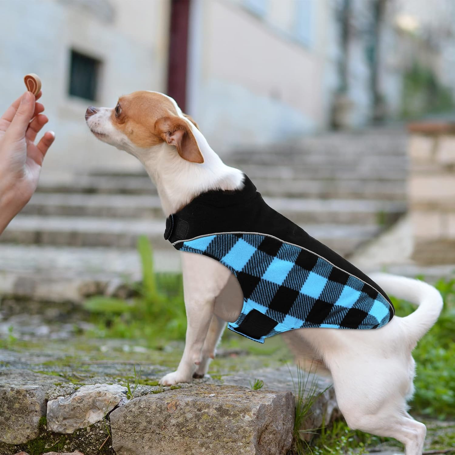Thumbnail 1 de CITÉTOILE Warm & Windproof Dog Coat XL