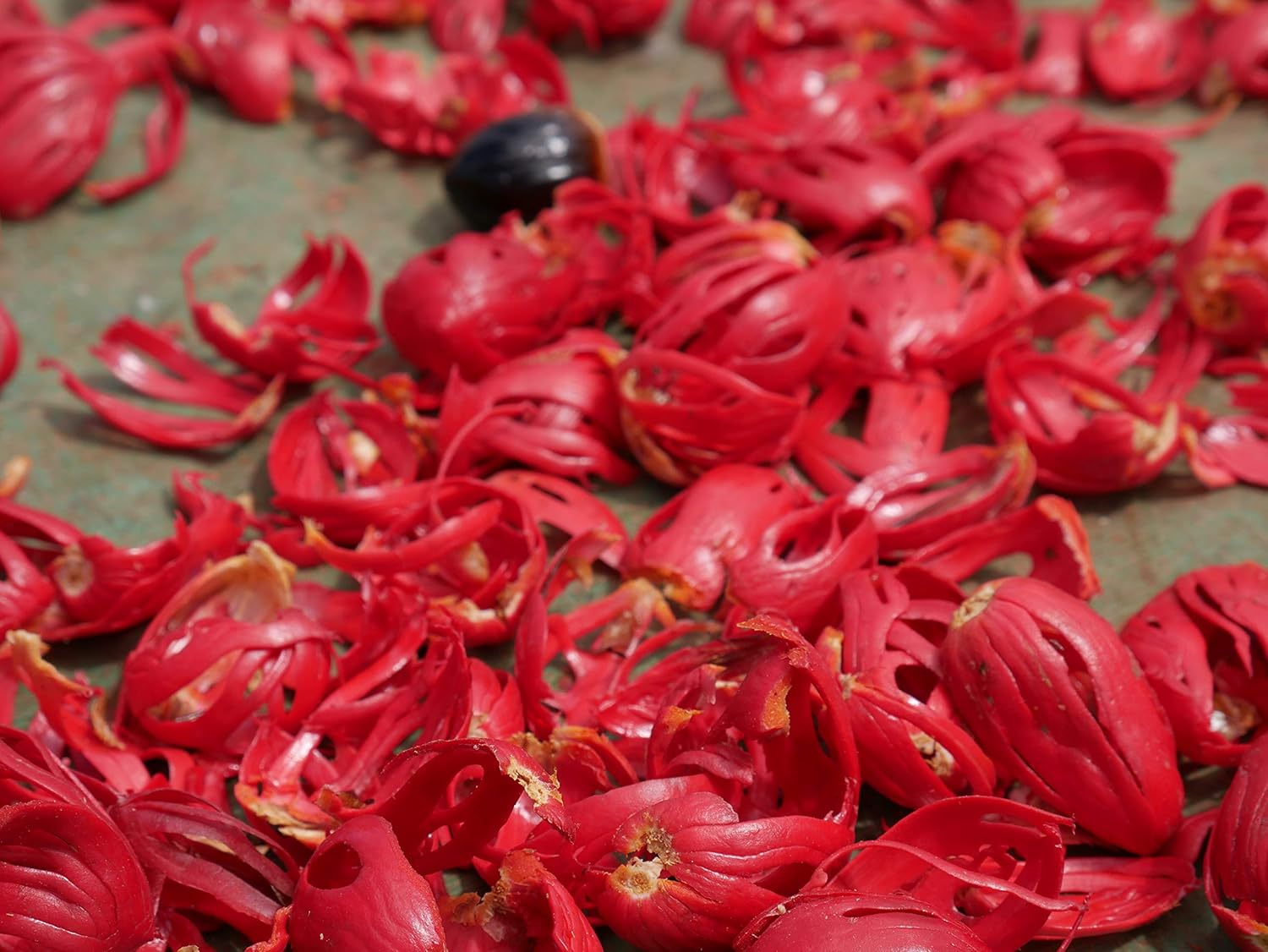 Detalle de Mandoi BIO Muskatblüte ganz MACIS – 50 g Macis aus Indonesien im recyclable Doypack