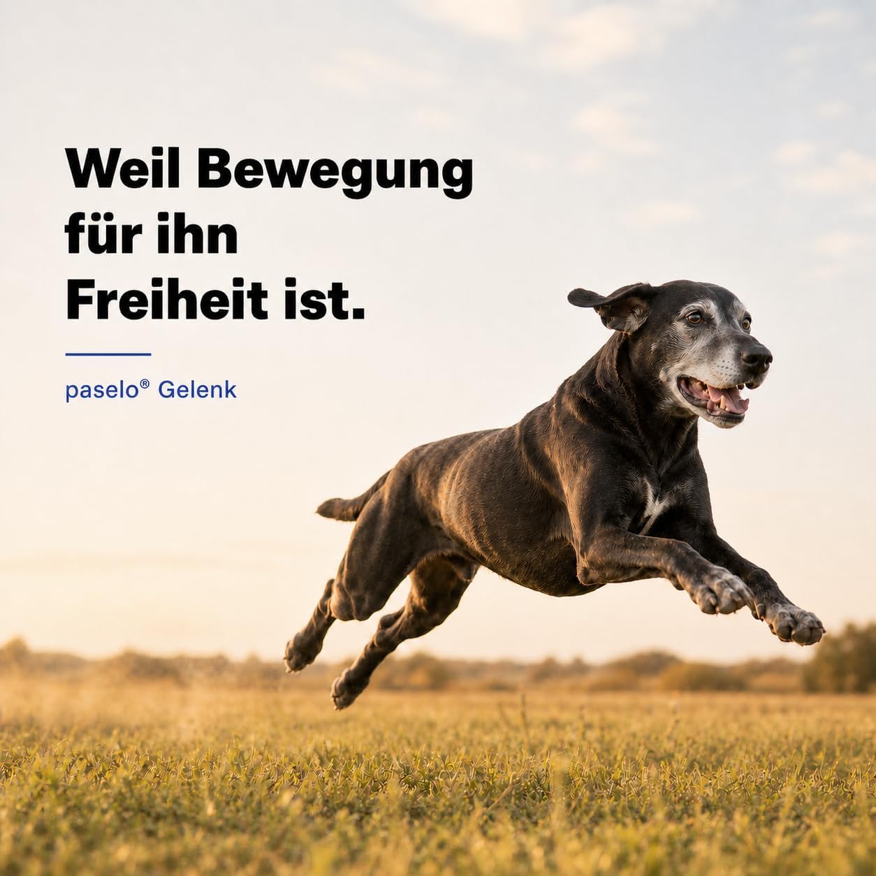 Detalle 2 de Gelenktabletten für Hunde 120 Tabletten