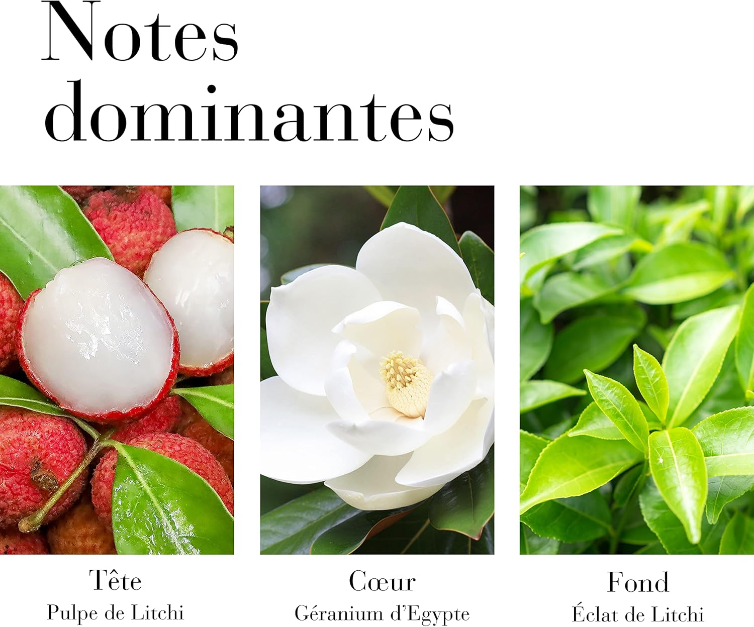 Detalle de Elizabeth Arden Green Tea Lychee Lime Crème Nectar au Miel pour le Corps – Ultra-Hydratante et apaisante, 500 ml