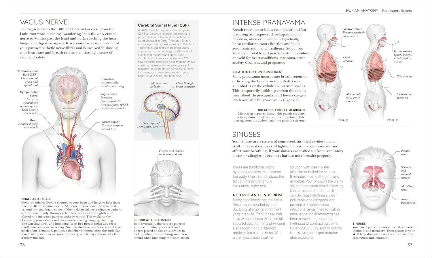 Detalle de Science of Yoga: Understand the Anatomy and Physiology to Perfect Your Practice – yogaboek