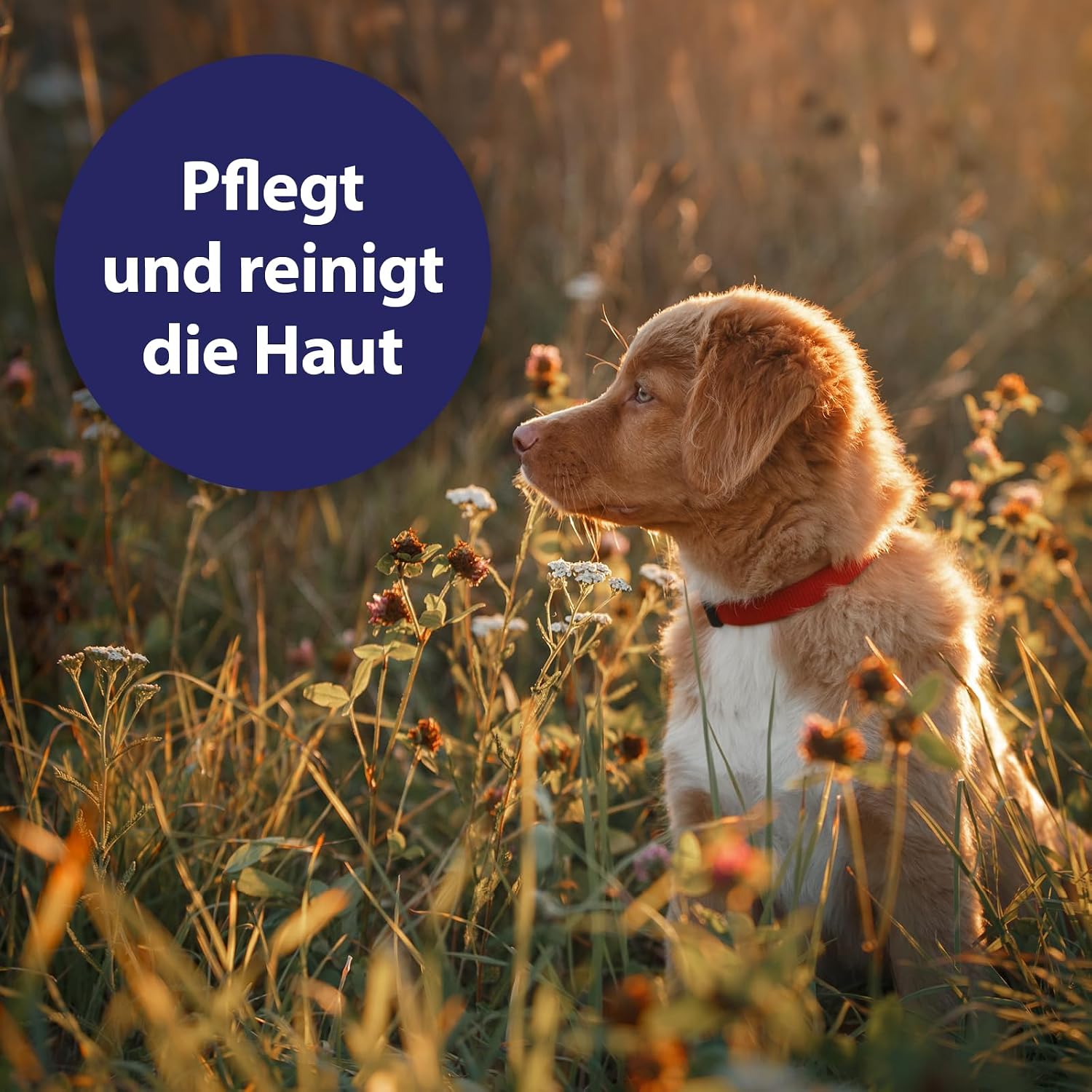 Detalle de Canosept Wundspray für Hunde – 75 ml zur Reinigung und Pflege von Wundbereichen