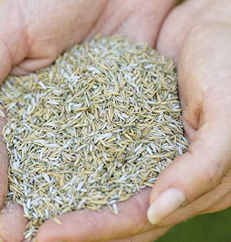 Thumbnail 6 de Gro-Sure Aqua Gel Coated Smart Grass Lawn Seed, 25 m2, 1 kg
