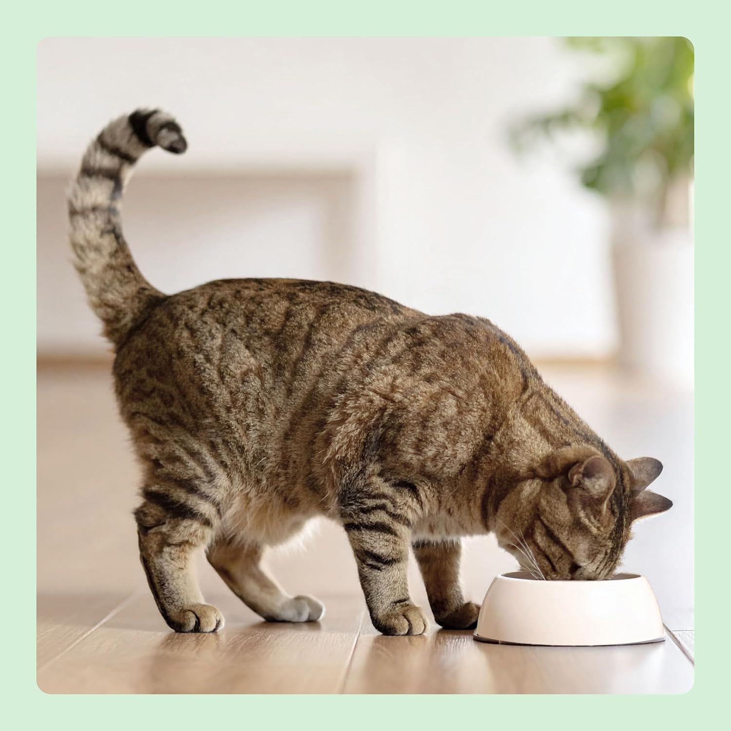 Thumbnail 6 de by Amazon Alimento seco para gatos esterilizados