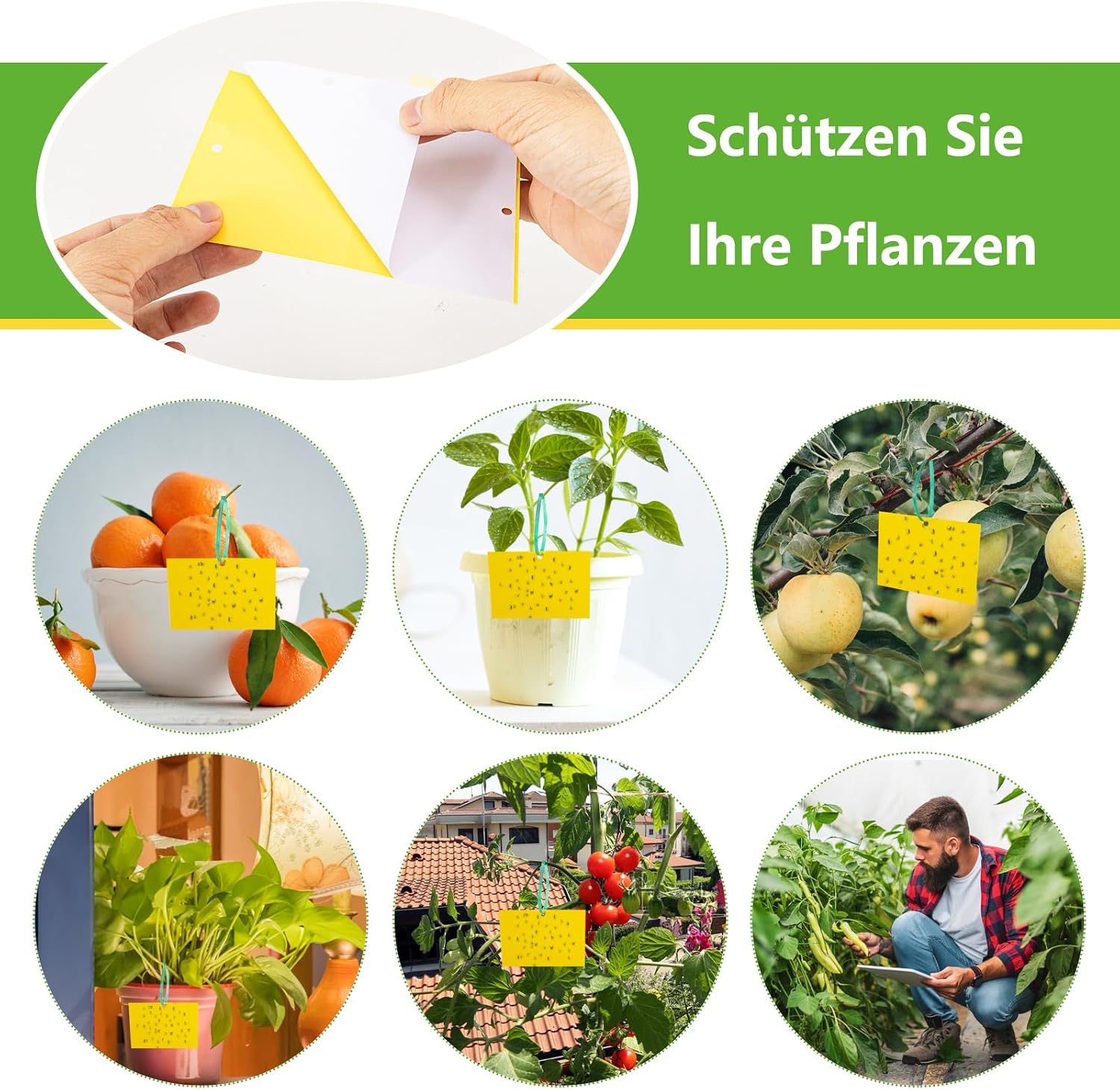 Detalle 2 de Gelbsticker für Trauermücken, 40 x 2er