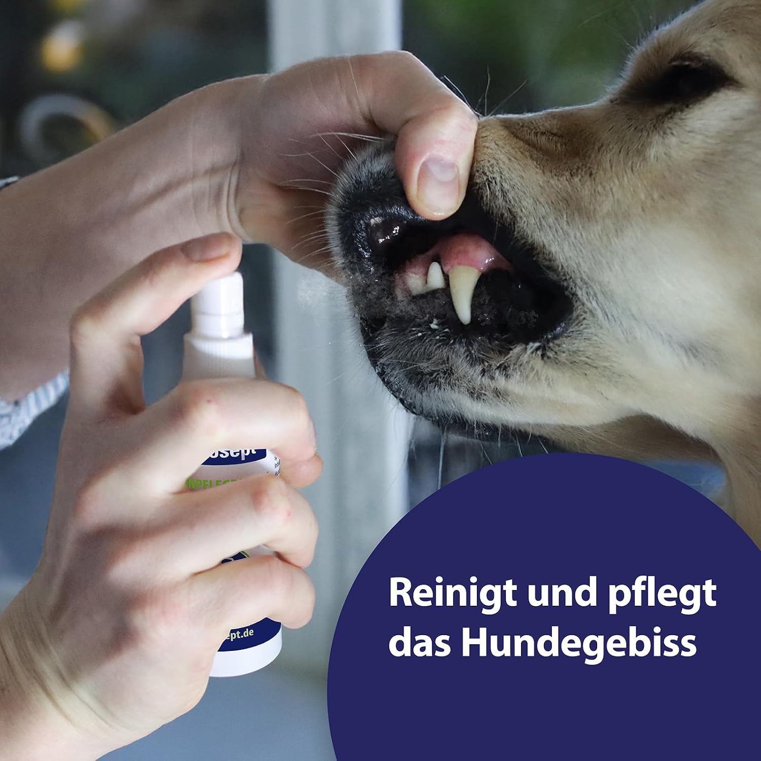 Detalle de Canosept Zahnpflegespray für Hunde 100 ml – Zahnsteinentferner und Mundgeruchbekämpfer